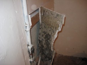 mold removal tempe