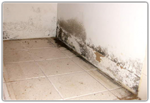 mold removal