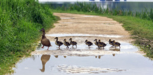 duck and with ducklings crossing a path